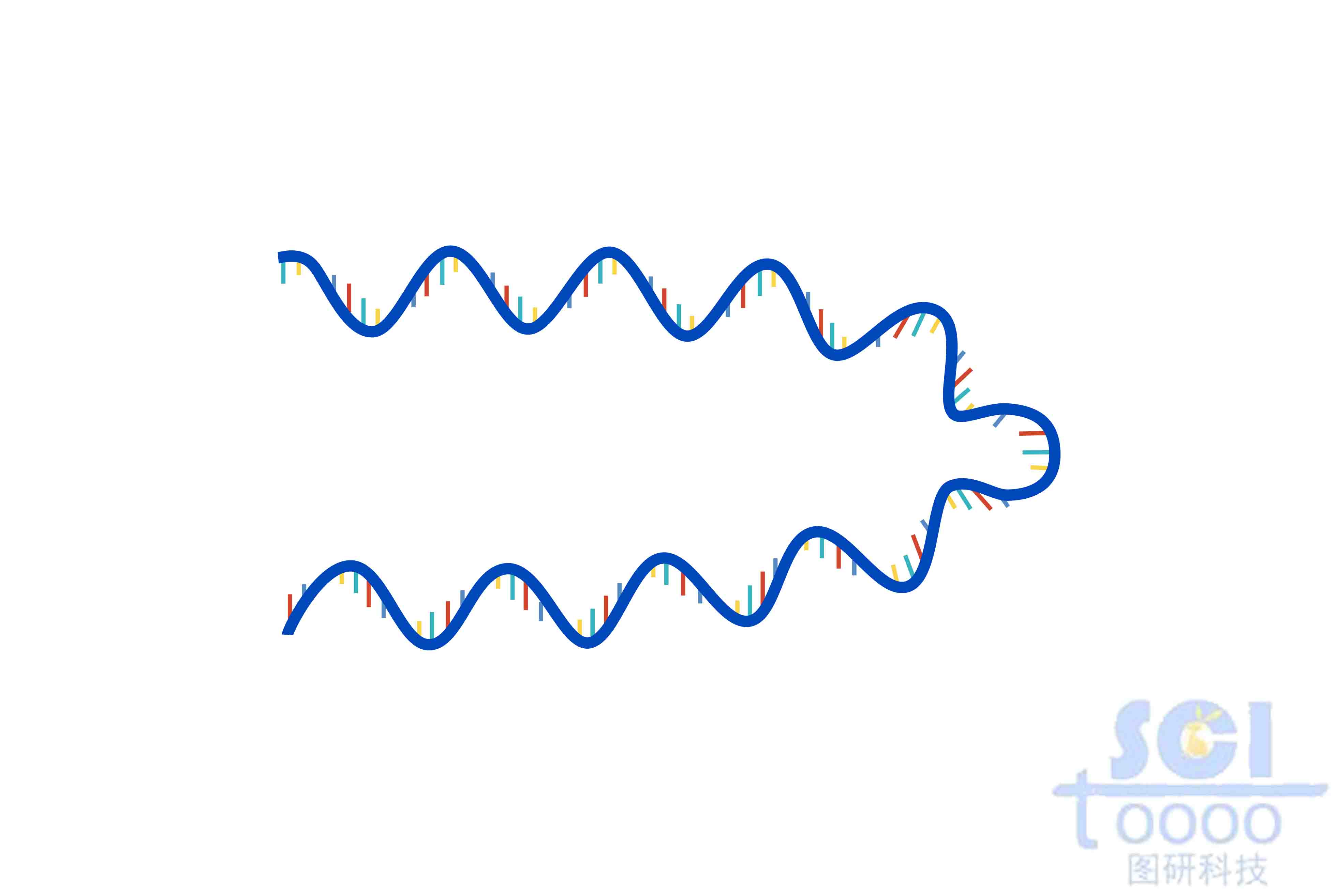 单链DNA