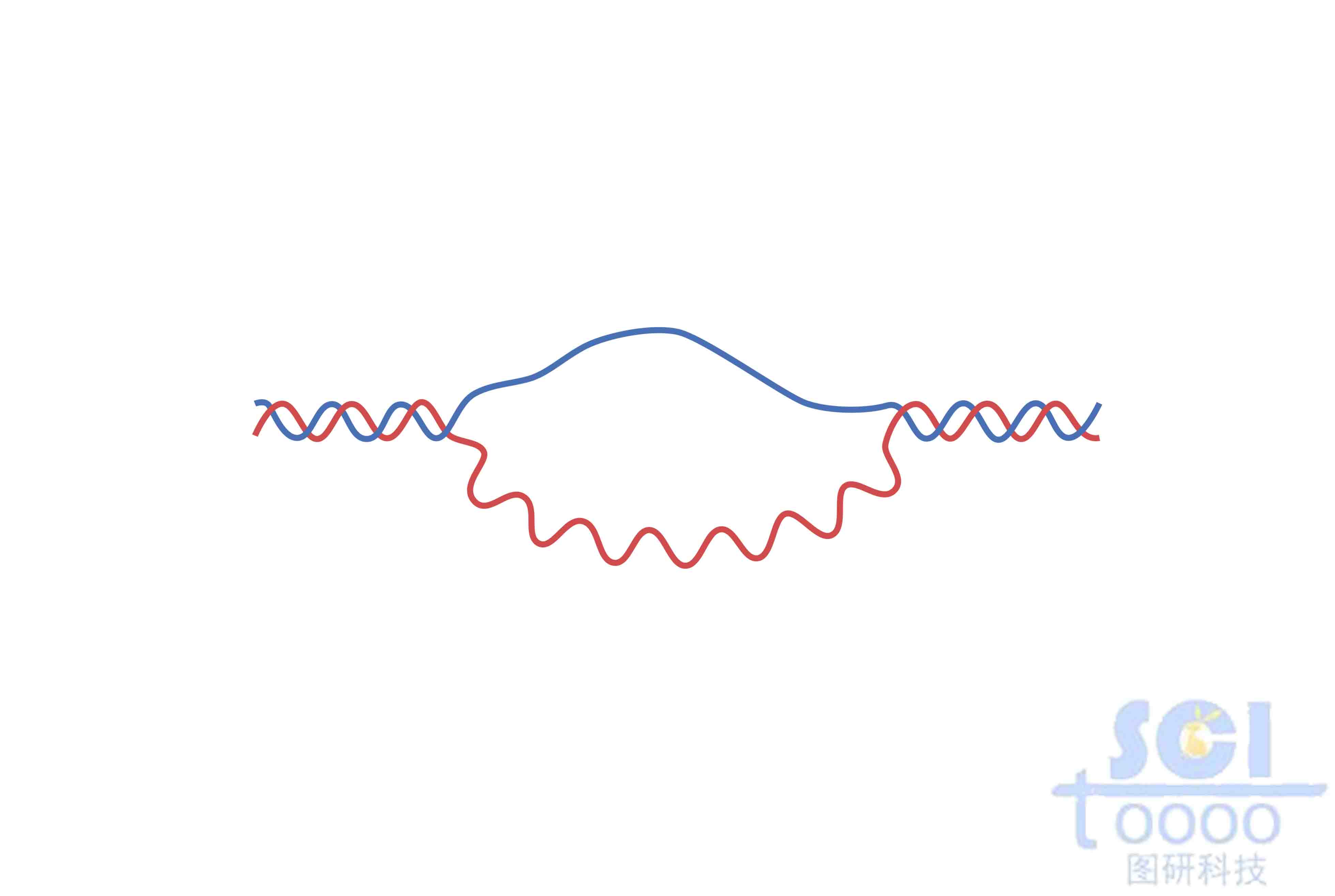 双链DNA（带R环）