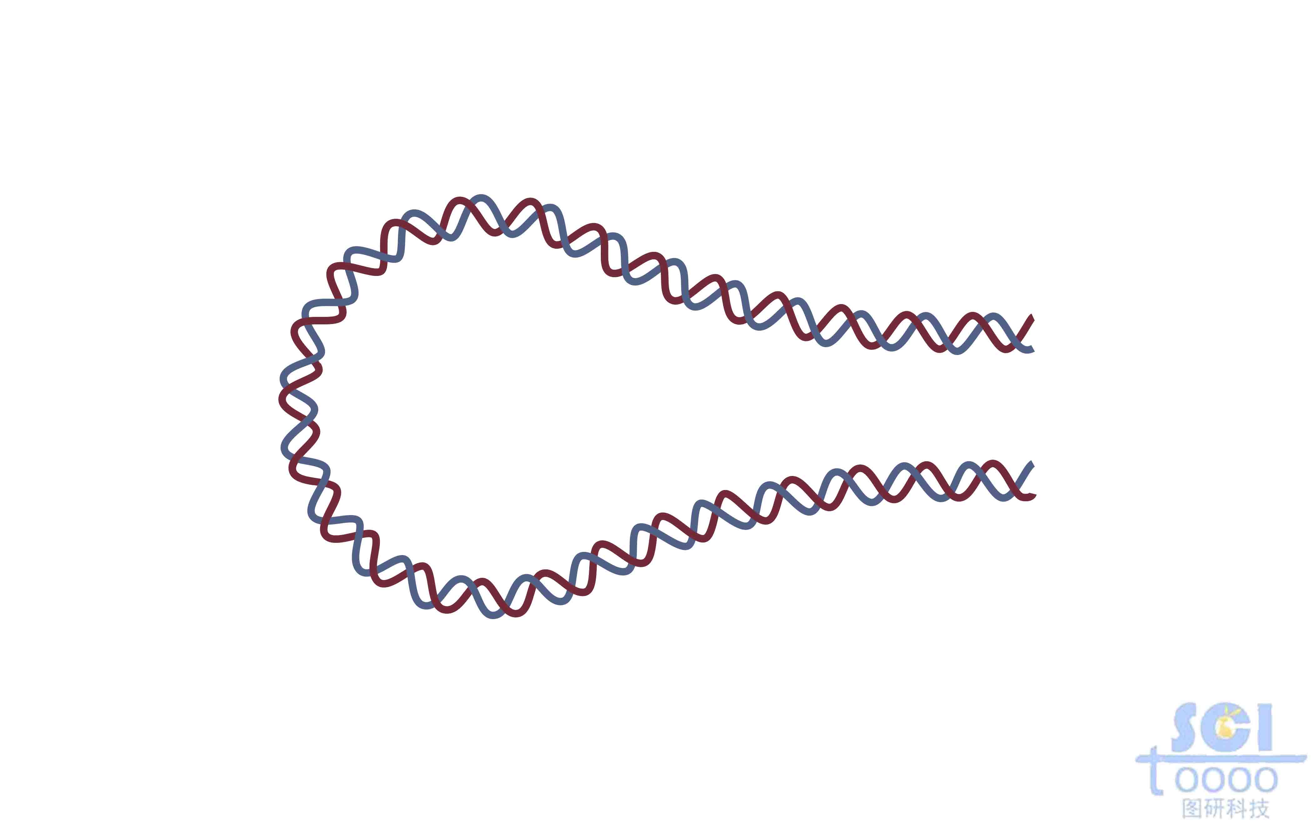 发夹DNA