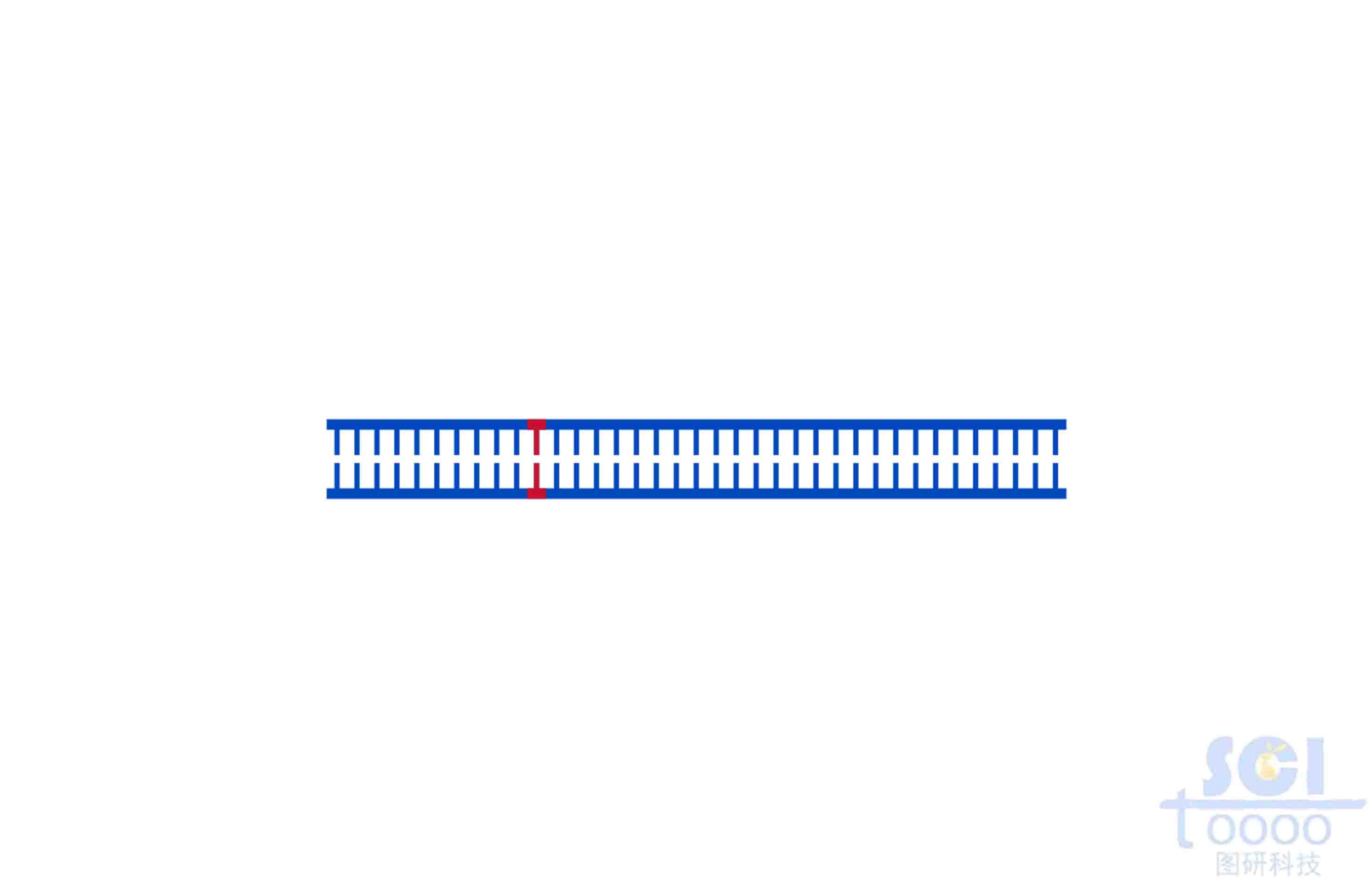 DNA（含点突变）