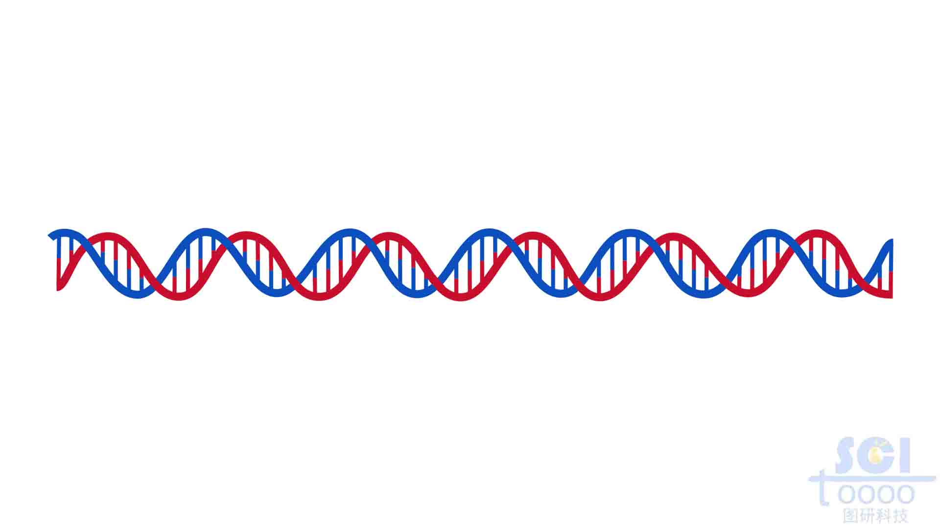 双螺旋DNA