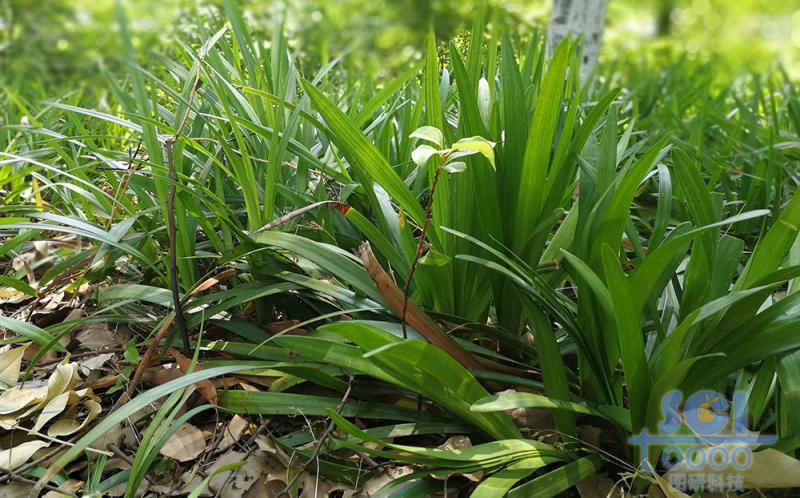 植物素材