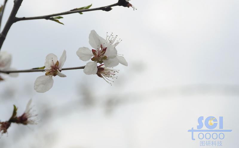 花朵素材