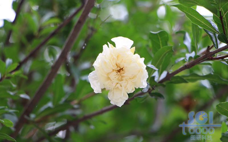 花朵素材