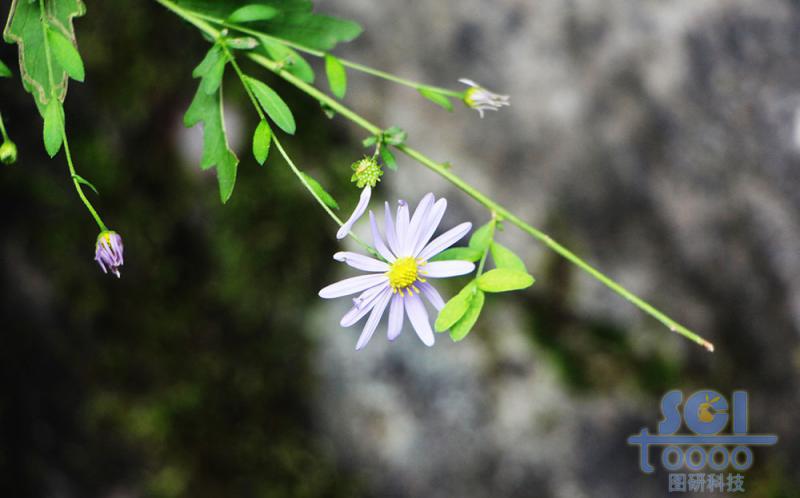 花朵素材