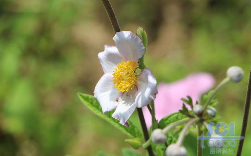 花朵素材