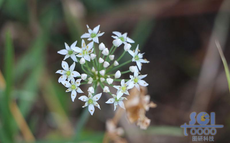 花朵素材