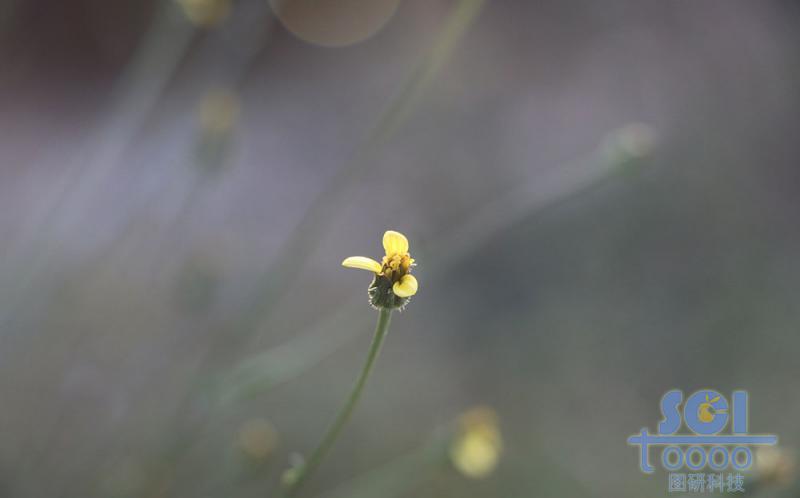 花朵素材