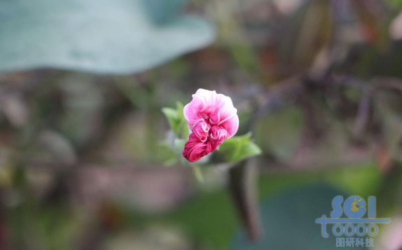 花朵素材