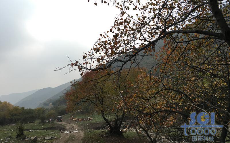 树木素材