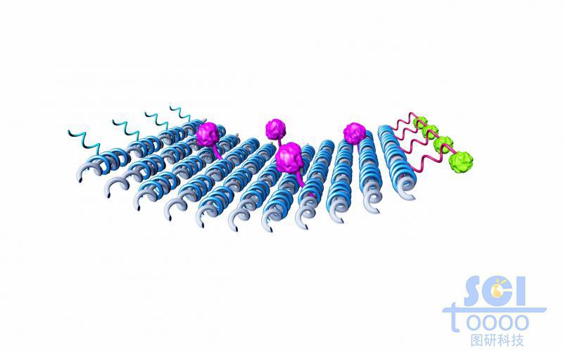 平行排列成片的碳纳米管片内包含蛋白结构两边附DNA链