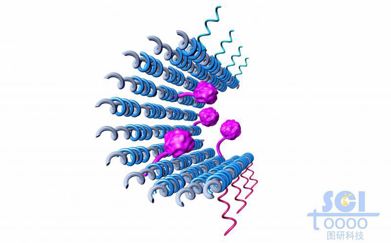 平行排列成片的碳纳米管片内包含蛋白结构两边附DNA链