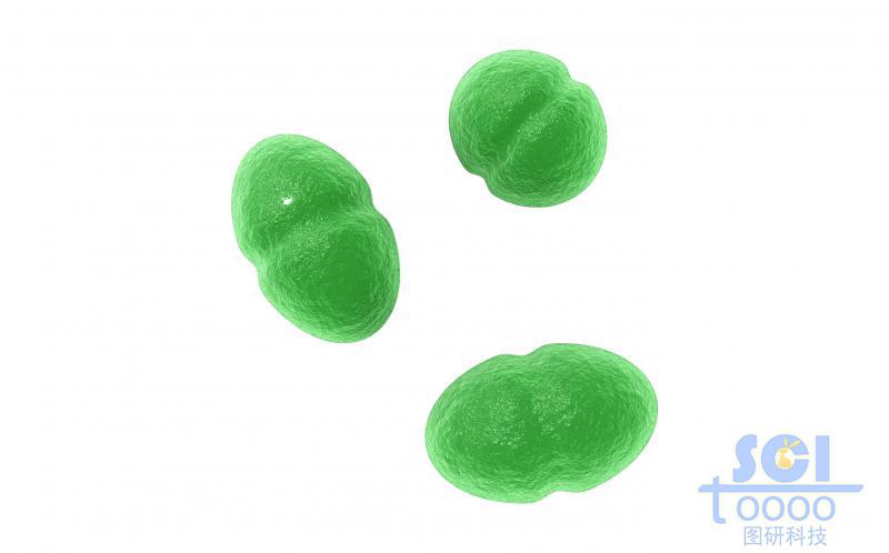 球状细菌