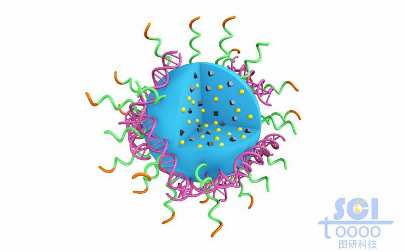 高分子链段团聚形成实心纳米球表弥漫吸附DNA结构