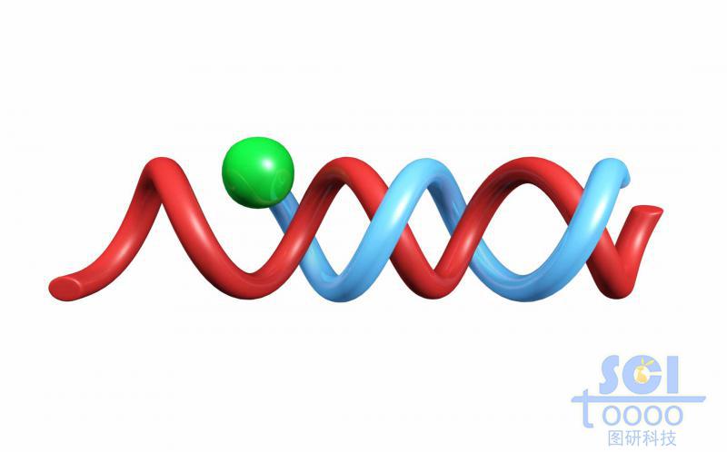 带荧光基团/荧光探针的DNA与普通DNA配对