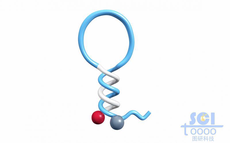 带荧光基团/荧光探针的RNA链