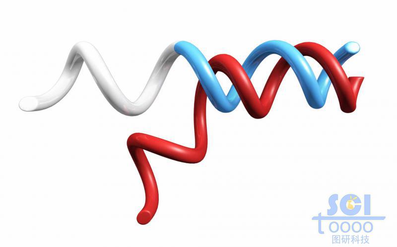 双链DNA
