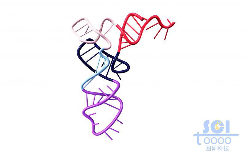 tRNA三维结构