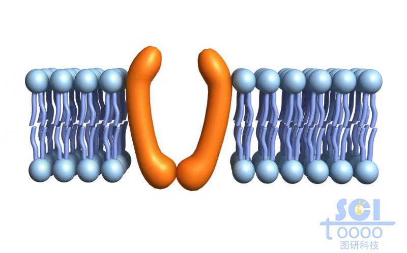 带通道蛋白的磷脂双分子层