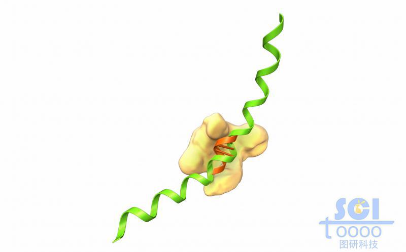 合成酶/蛋白与DNA结构