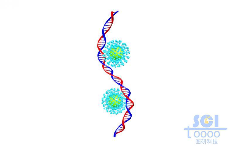 结合/吸附胶束球的DNA链段