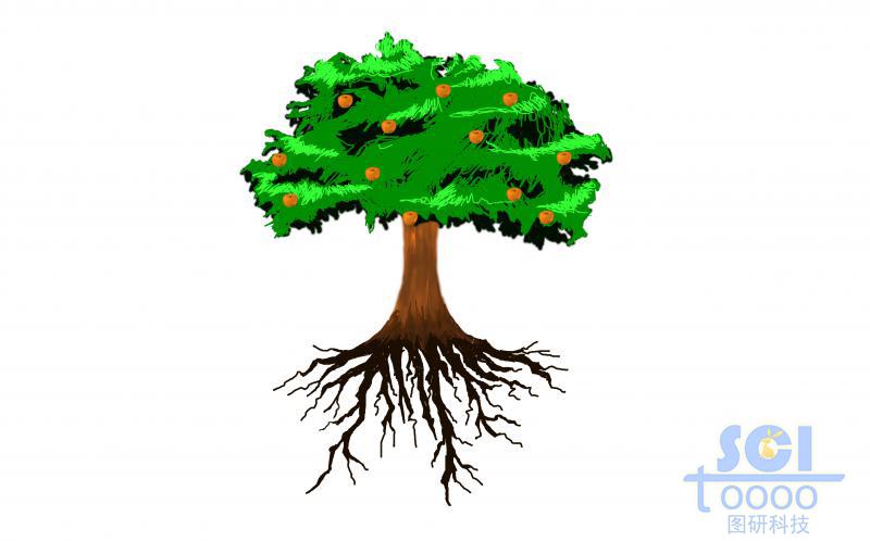 卡通风格树冠带树根带果实结构