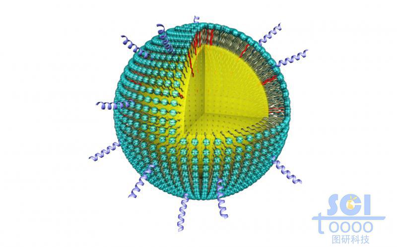 表面均匀排布高分子链端与肽链结构的纳米球