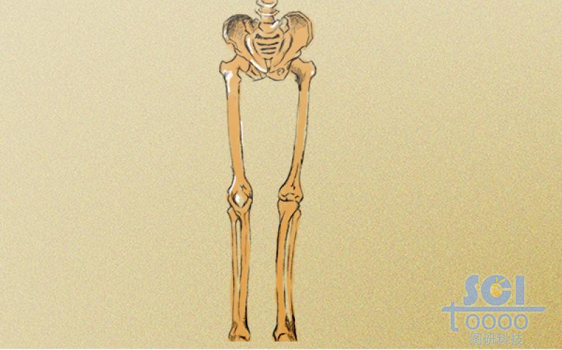 髋骨及腿骨结构