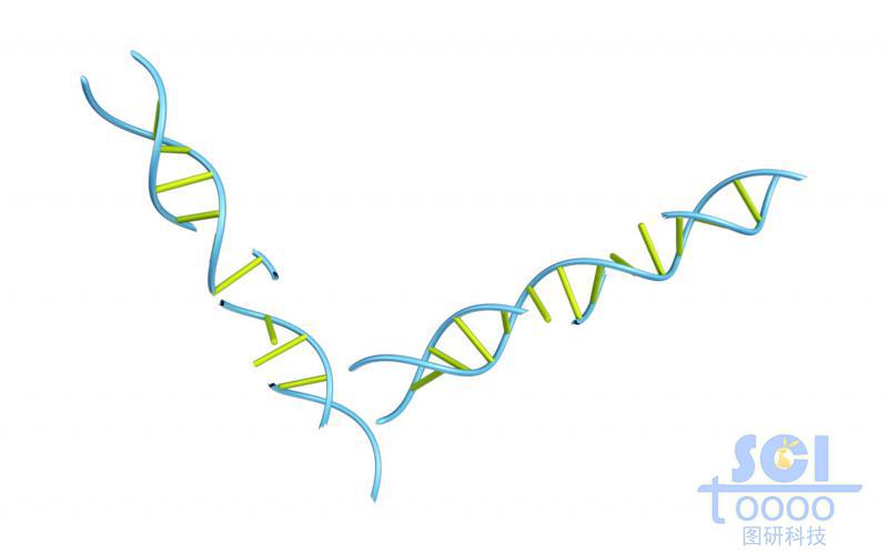 带缺陷的DNA结构