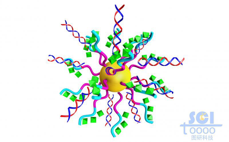 多聚肽纳米胶束承载MiRNA