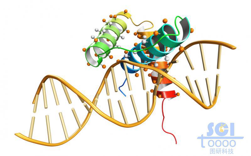 蛋白质与DNA结构结合