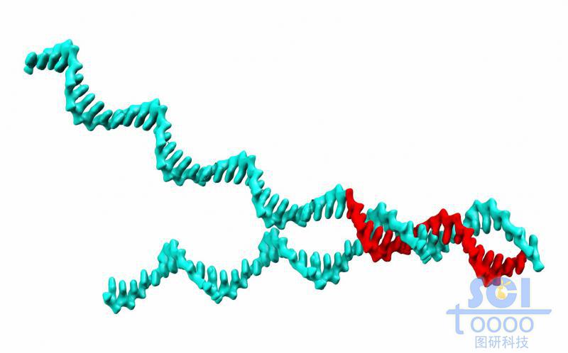 半解旋的DNA双螺旋链