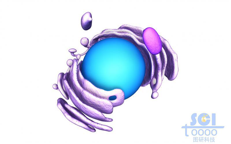 细胞核与内质网