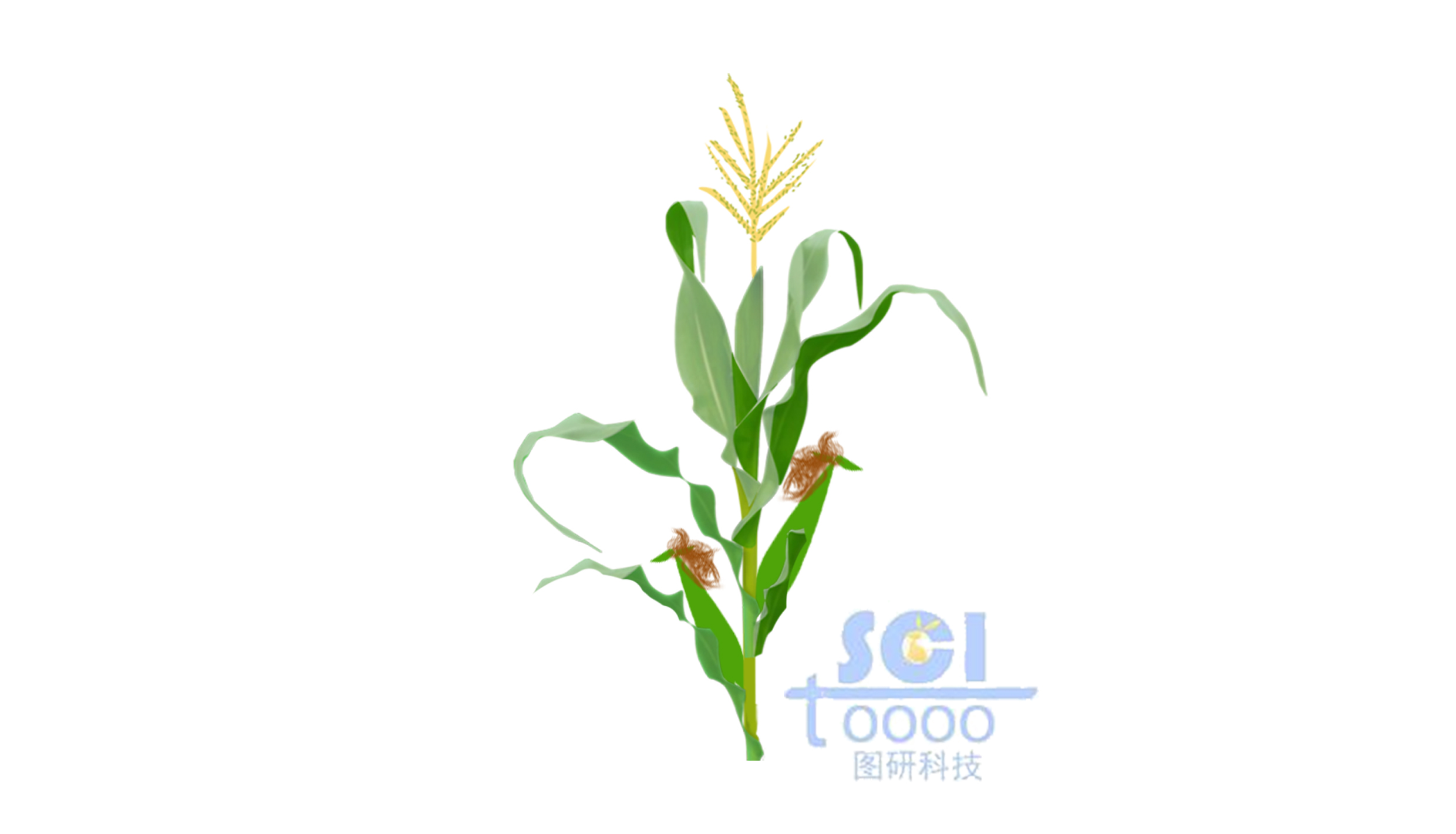 玉米植株