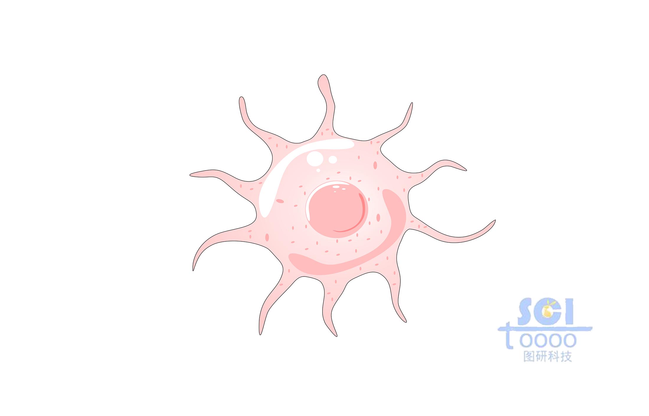 巨噬细胞