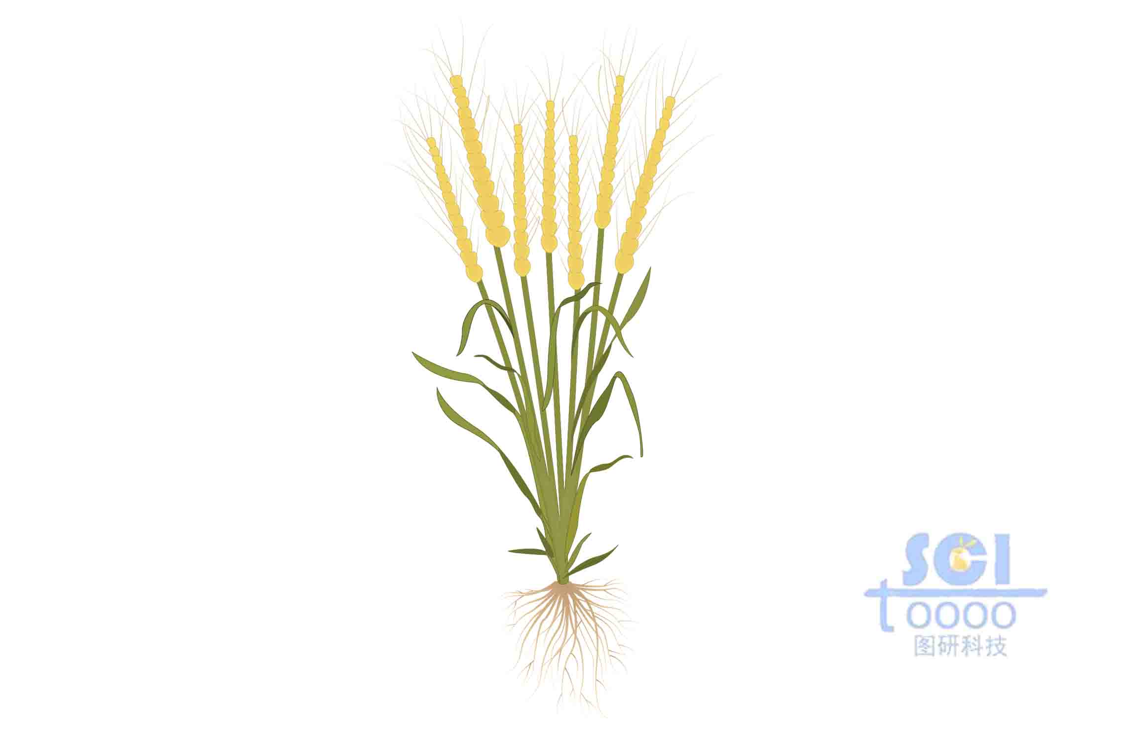 小麦植株