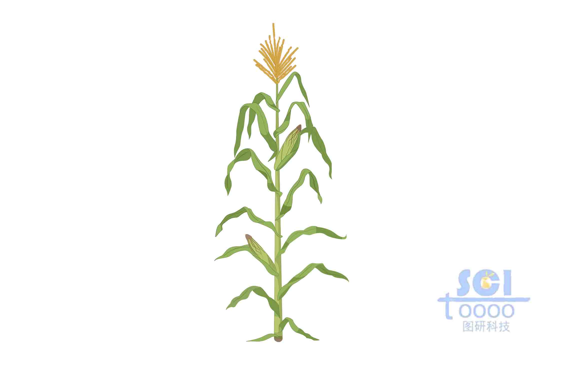 玉米植株