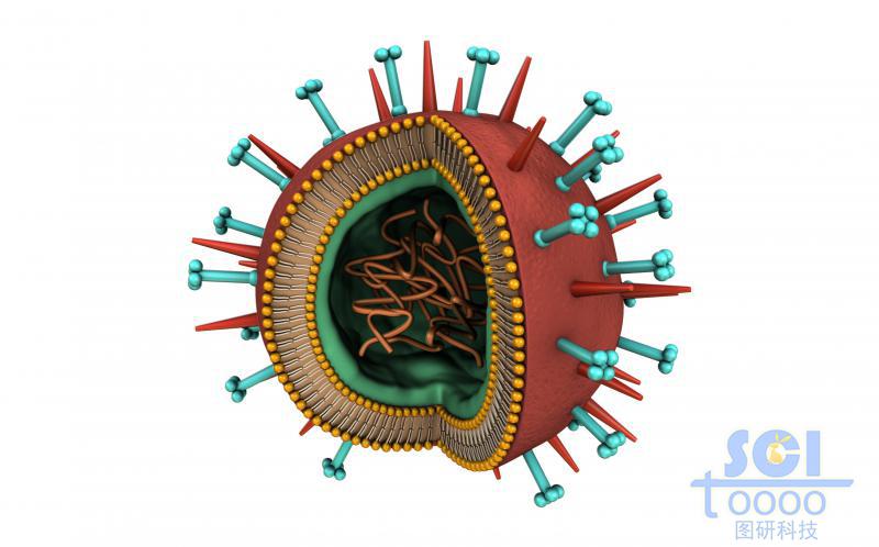 带遗传物质的病毒结构