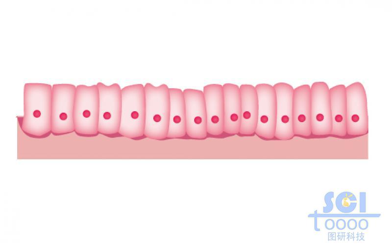 肠上皮细胞
