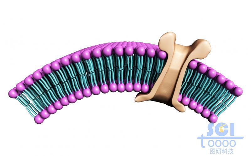 带离子通道的磷脂双分子层