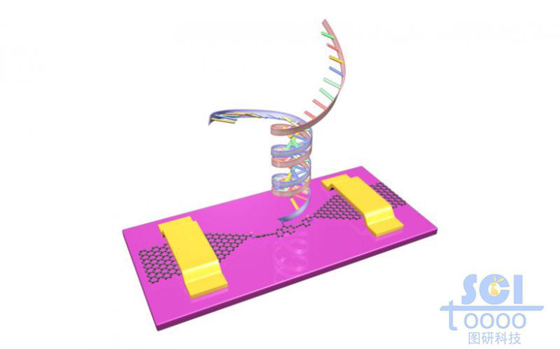 石墨烯基分子器件与双链DNA