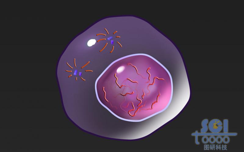 有丝分裂过程中的细胞