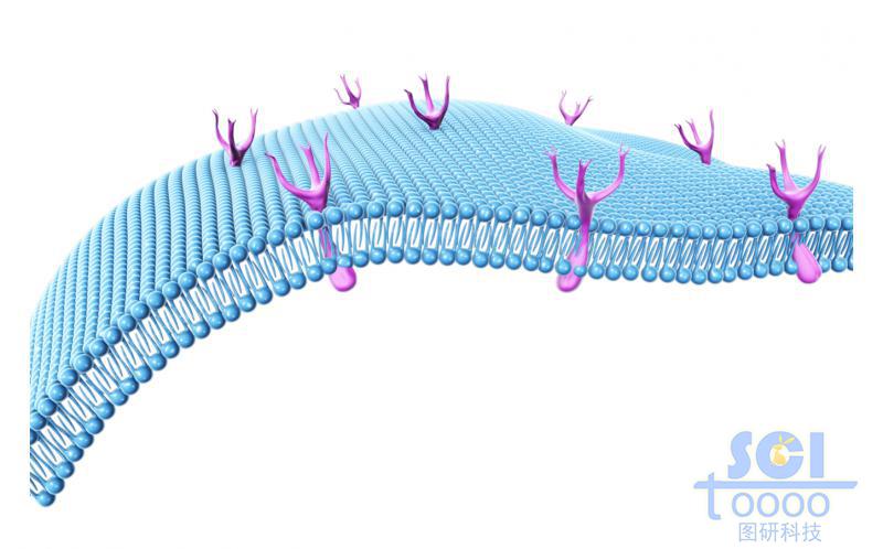 带树枝型受体的磷脂双分子层细胞膜