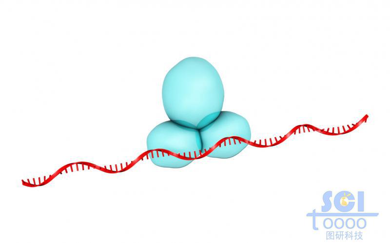 单链DNA与核糖体