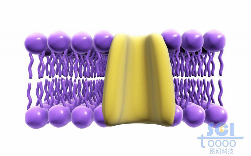 带通道蛋白的磷脂双分子层