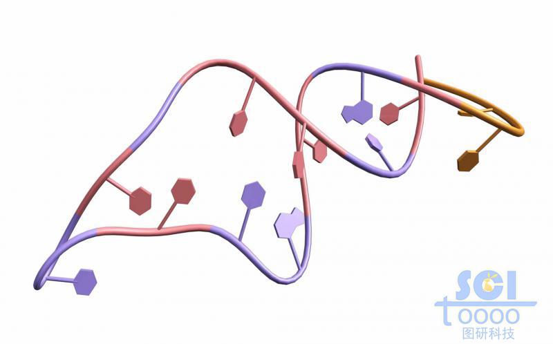 带碱基对的单链RNA结构