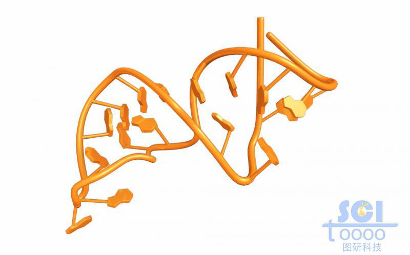 带碱基对的单链RNA结构