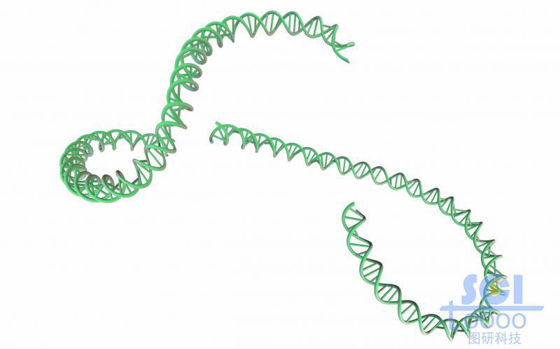 带碱基对的DNA双螺旋链