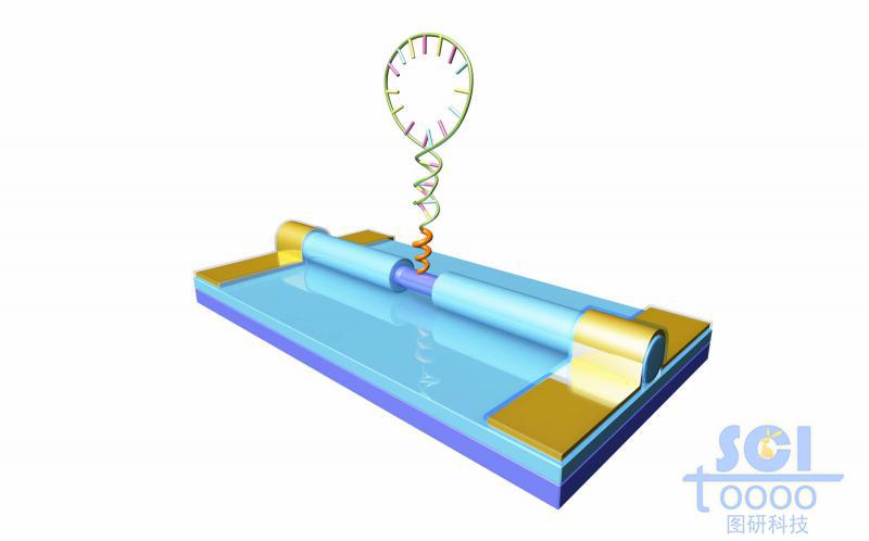 硅线分子电极对RNA检测