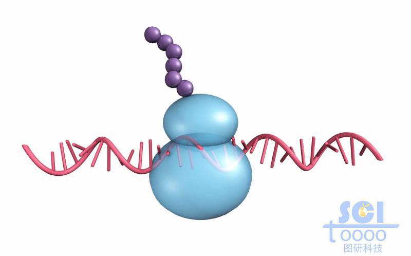 单链RNA与核糖体